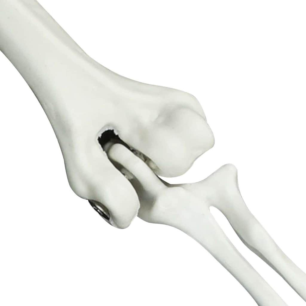 Halloween Skelett Vit 20 X 10 X 9,5 Cm Plast